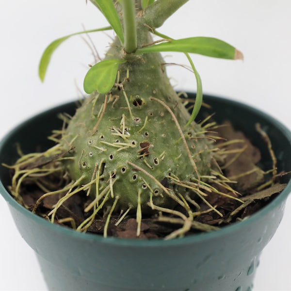 Myrmephytum selebicum (Ant Plant)