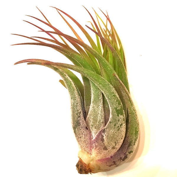 Tillandsia ionantha var. Scaposa