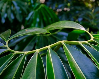 Thaumatophyllum spruceanum aka Philodendron goeldii