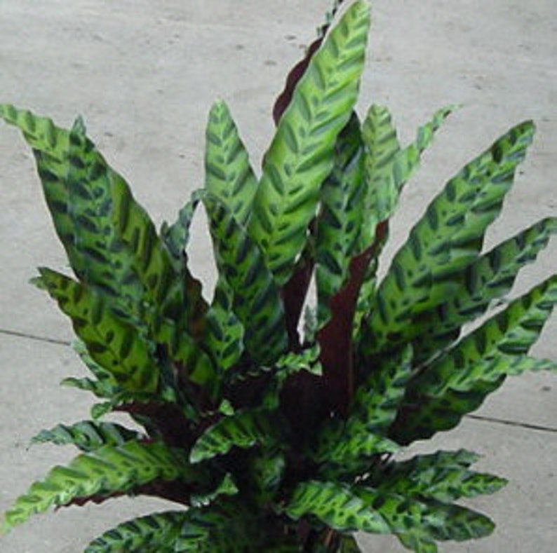 PlantHut Goeppertia insignis Rattlesnake Plant