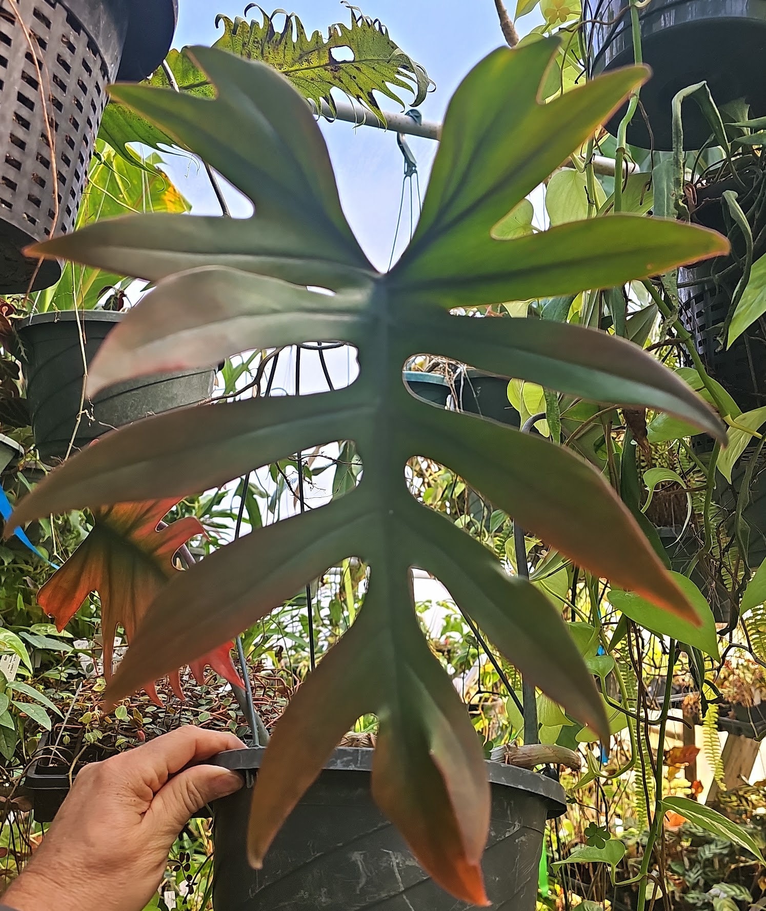 philodendron xanadu golden Philodendron xanadu dwarf variegata main image 0