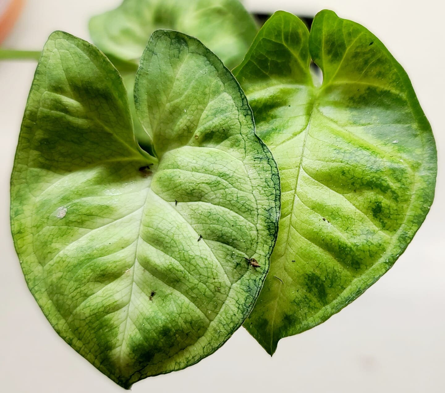 Syngonium 'Pixie'