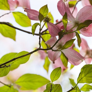 Dogwood in Spring