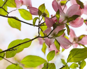 Dogwood in Spring