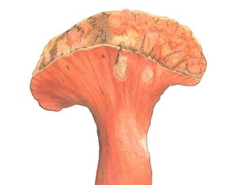 Lobster Mushroom, Hypomyces, lactifluorum. Fine art print of original watercolor by Julie Hamilton.  Botanical illustration, culinary art