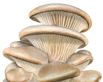 Oyster Mushroom, "Pleurotus ostreatus,  fine art print of original watercolors by Julie Hamilton, botanical Illustration, culinary art,