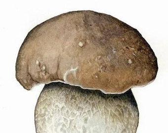 Porcini Mushroom (Boletus edulis) fine art print of original watercolor by Julie Hamilton, botanical illustration, culinary art