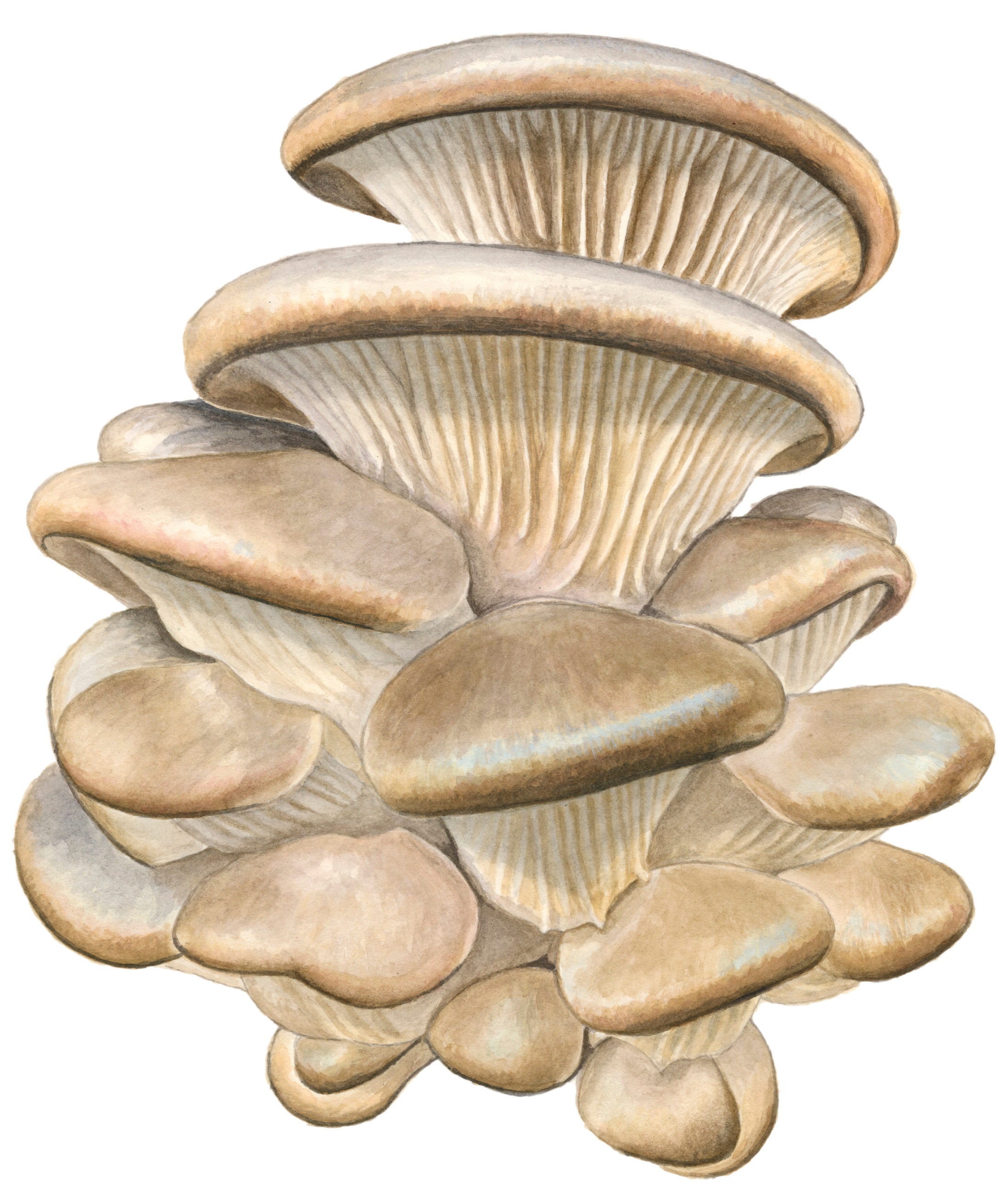 Oyster Mushroom, 