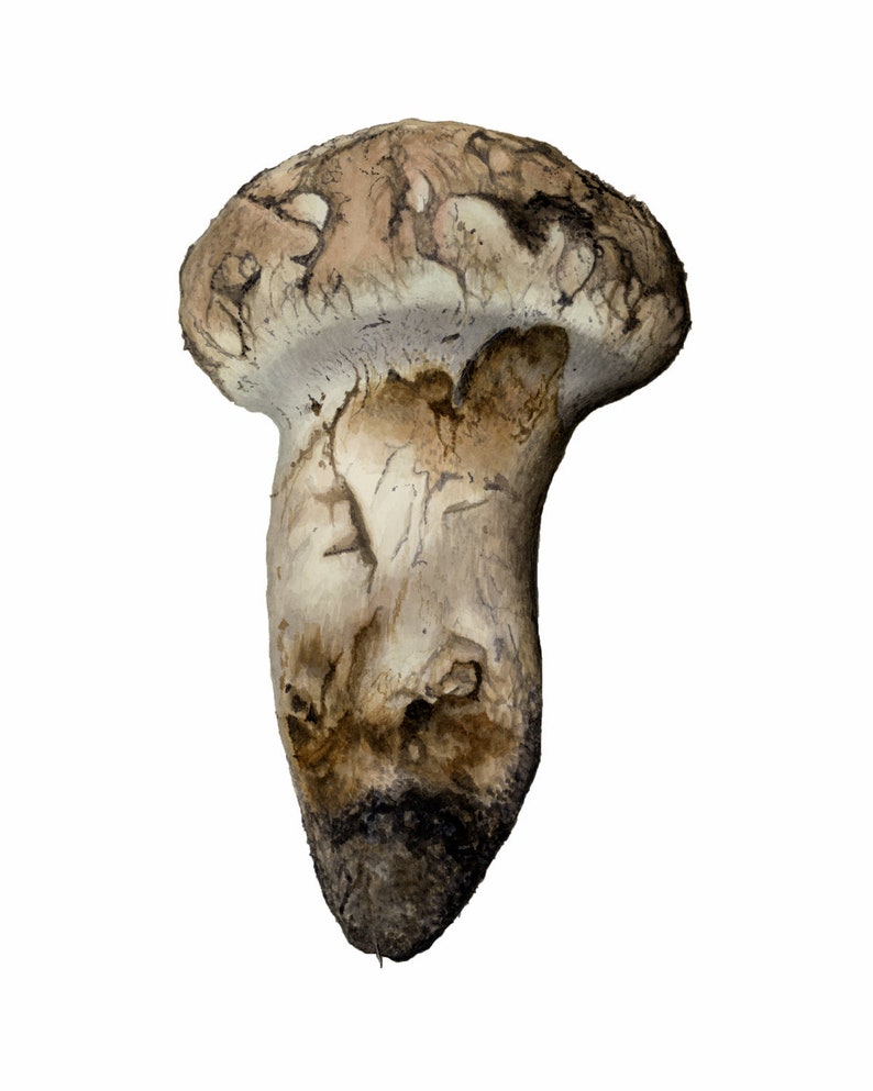 Matsutake Mushroom Tricholoma magnivelare, fine art print of original watercolor by Julie Hamilton, Botanical Illustration, Culinary Art image 1