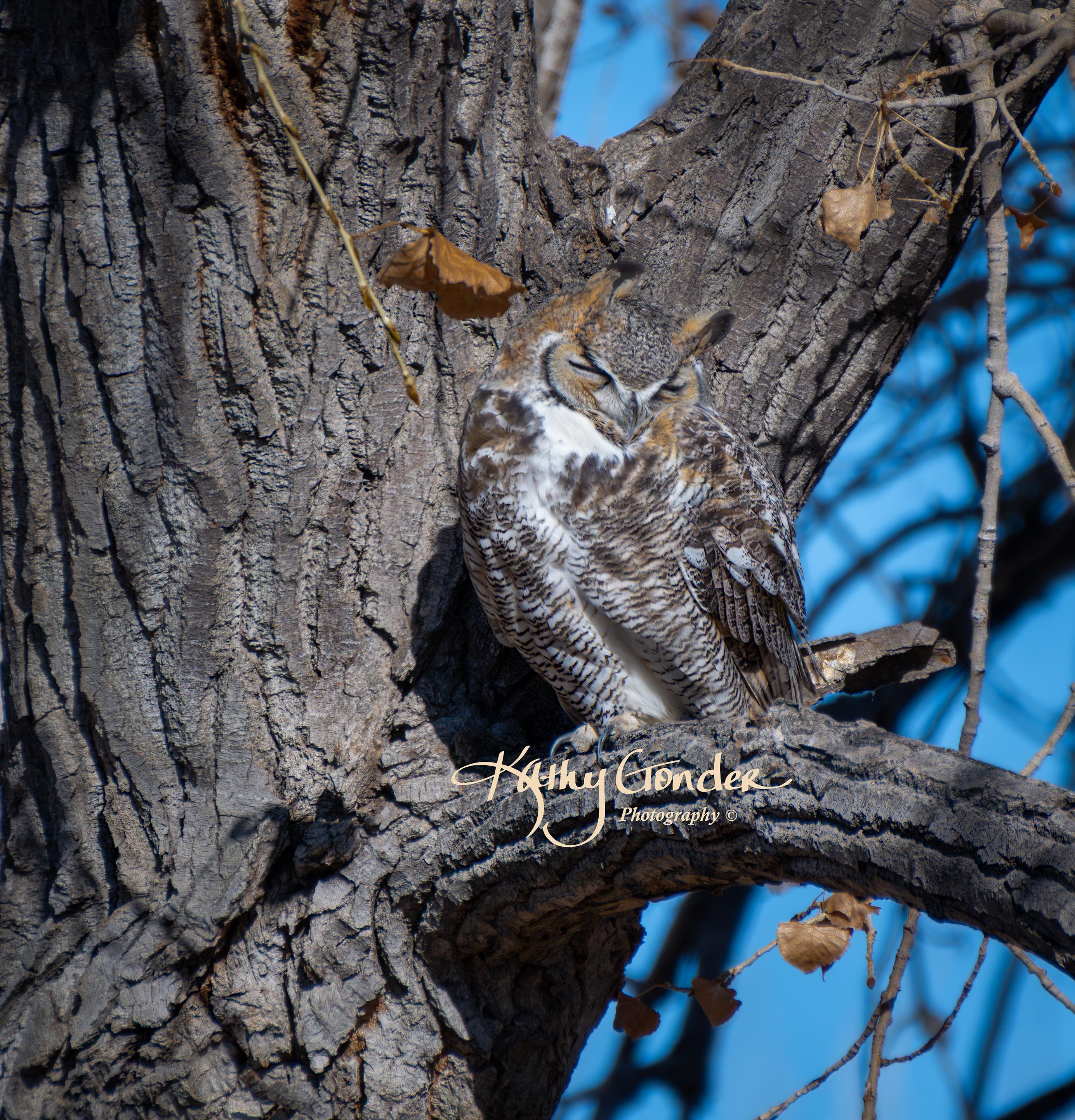 Sleepy Owl, Digital Download, High Resolution Wildlife Image - Etsy