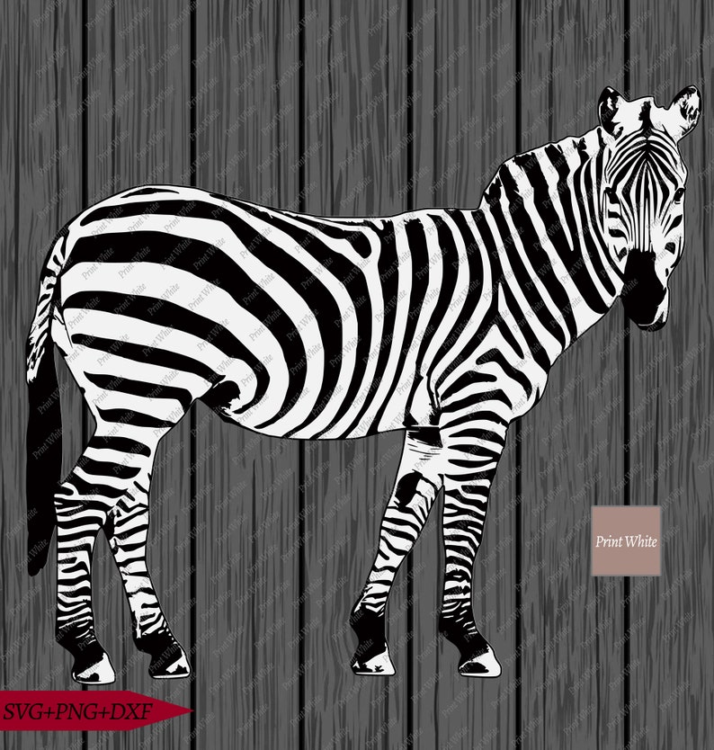 Download Zebra Svg Png Dxf Zebra Cut File Safari Sublimation Design ...