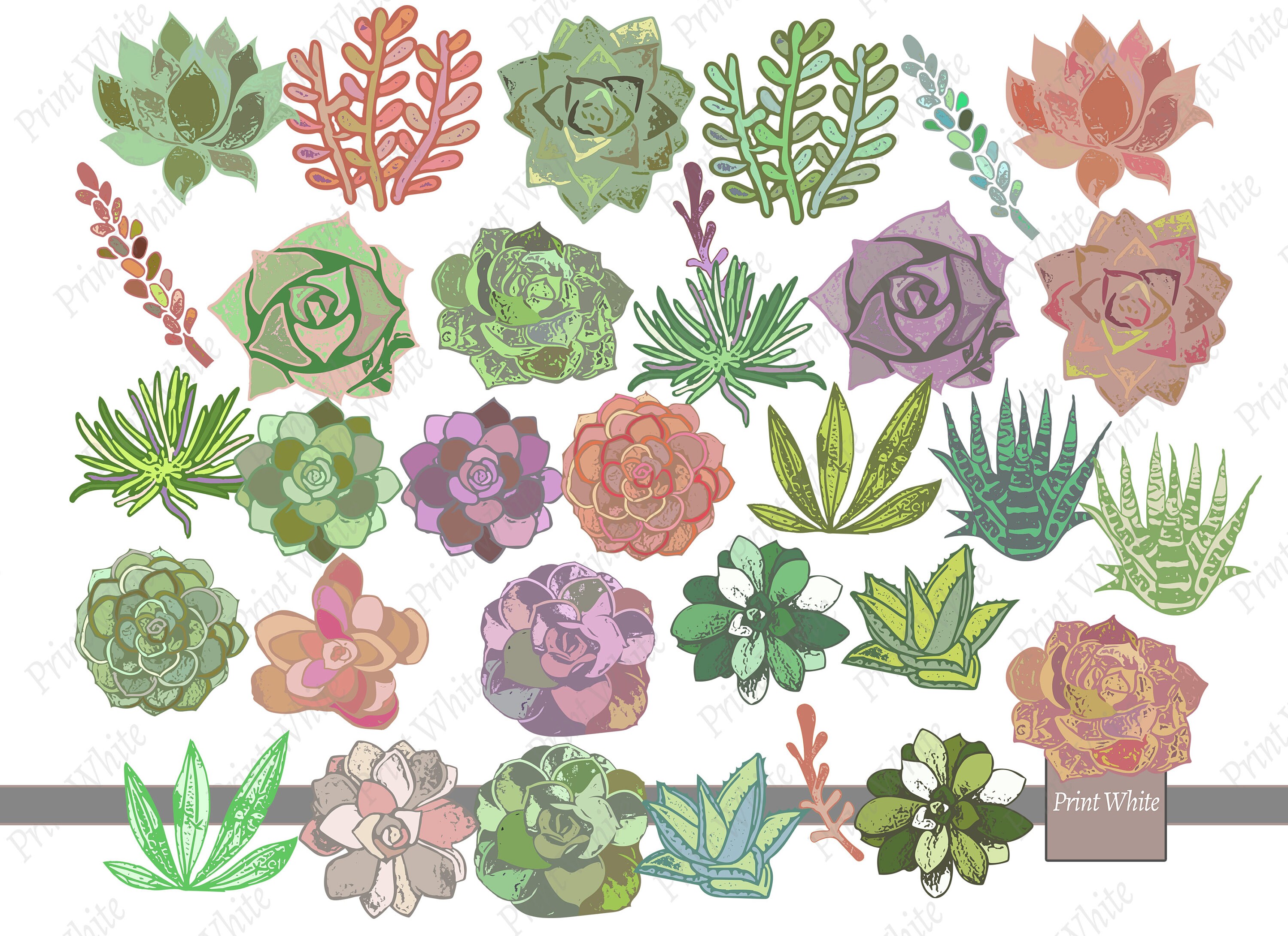 Succulents Clip Art Succulents PNG Floral Clipart | Etsy