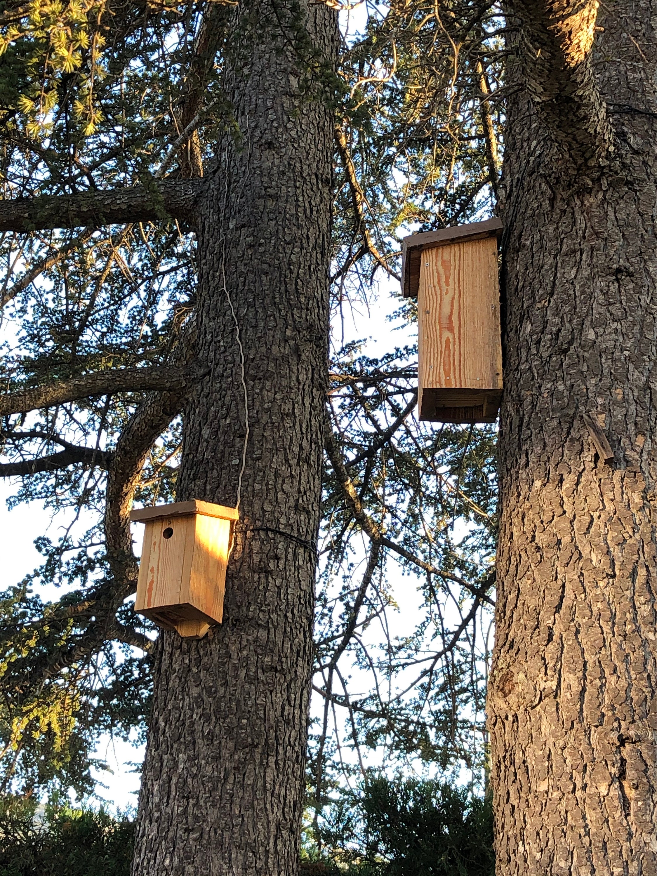 Wood Birds Nest box mailbox Etsy