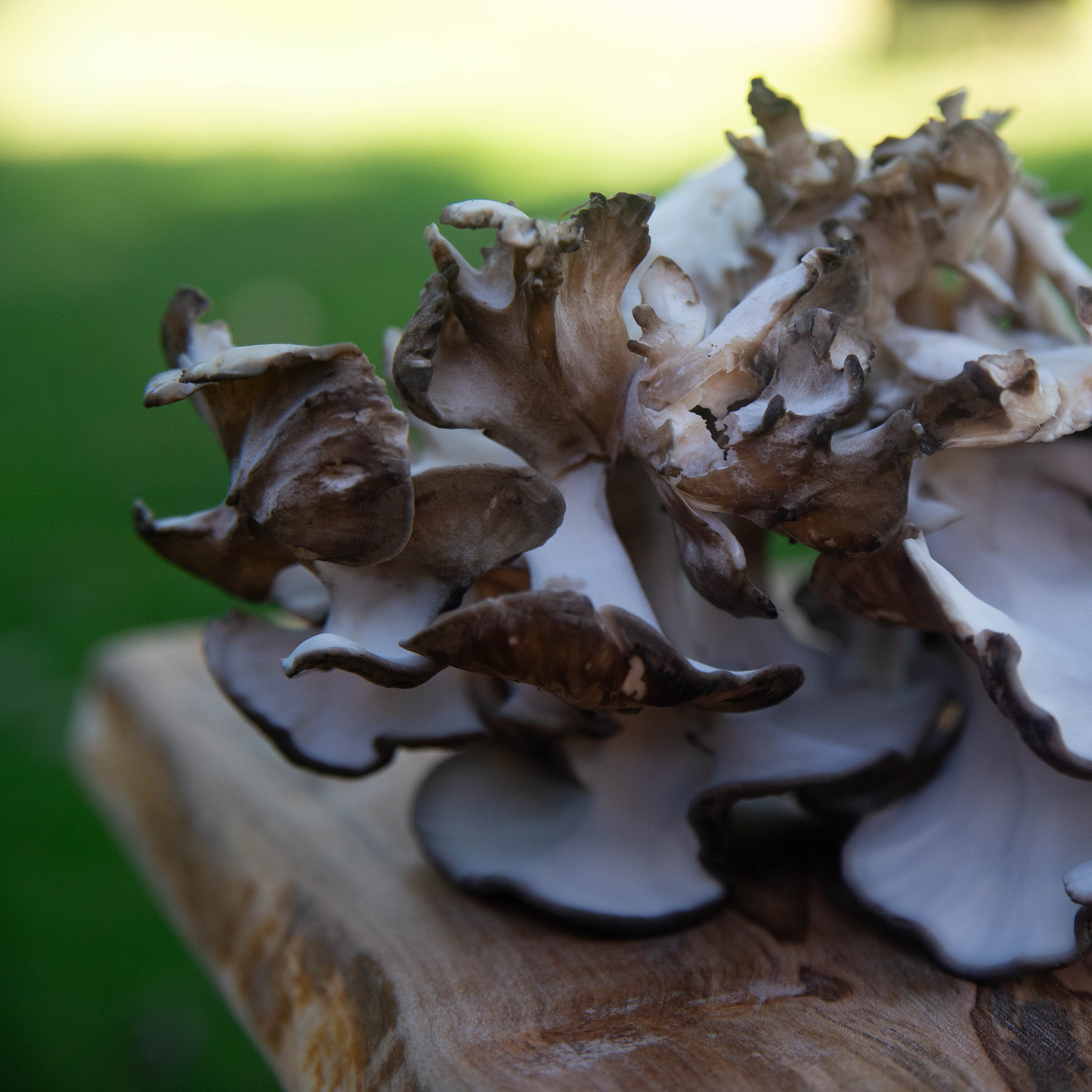Maitake Hen of the Woods Grifola Frondosa Wild Foraged Dried Mushroom