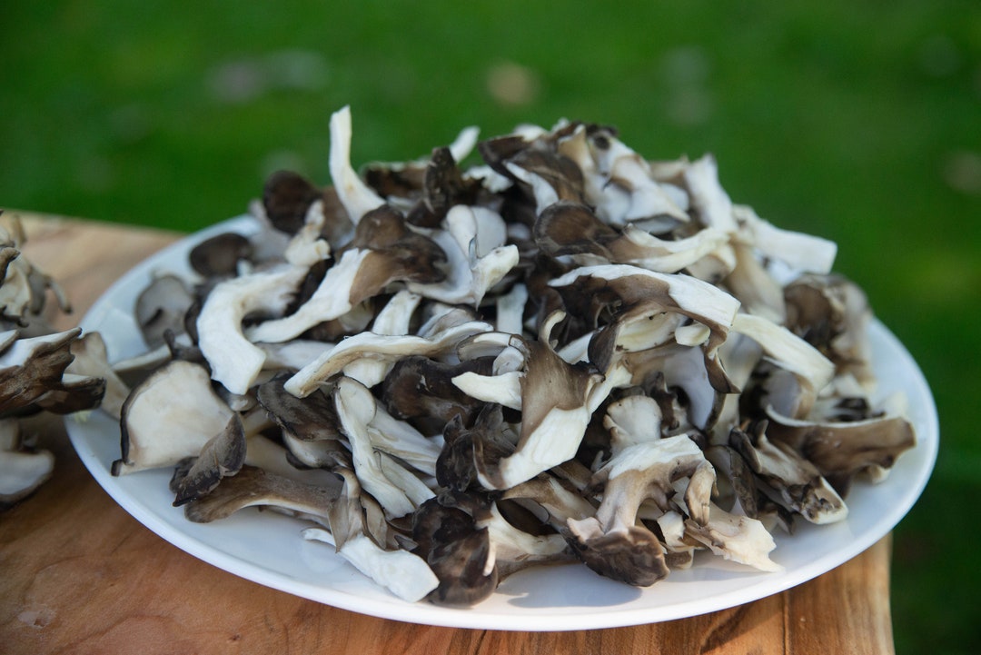Maitake Hen of the Woods Grifola Frondosa Wild Foraged Dried Mushroom