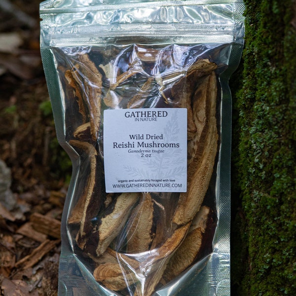 Reishi Mushroom - Wild foraged dried mushroom slices, dried Ganoderma tsugae mushroom for tea or tincture