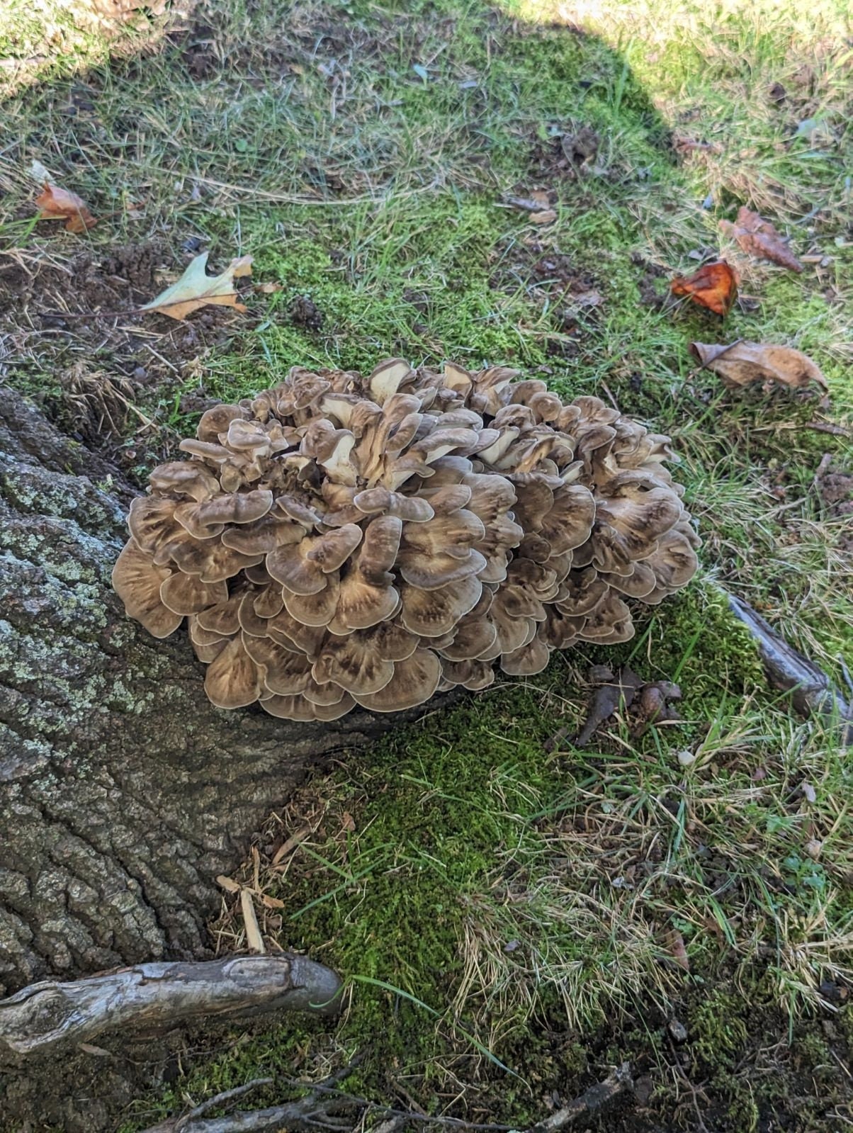 Maitake Hen of the Woods Grifola Frondosa Wild Foraged Dried Mushroom