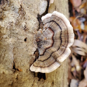 Turkey Tail Mushroom Wild foraged dried mushroom, dried Trametes versicolor mushroom for tea or tincture image 5