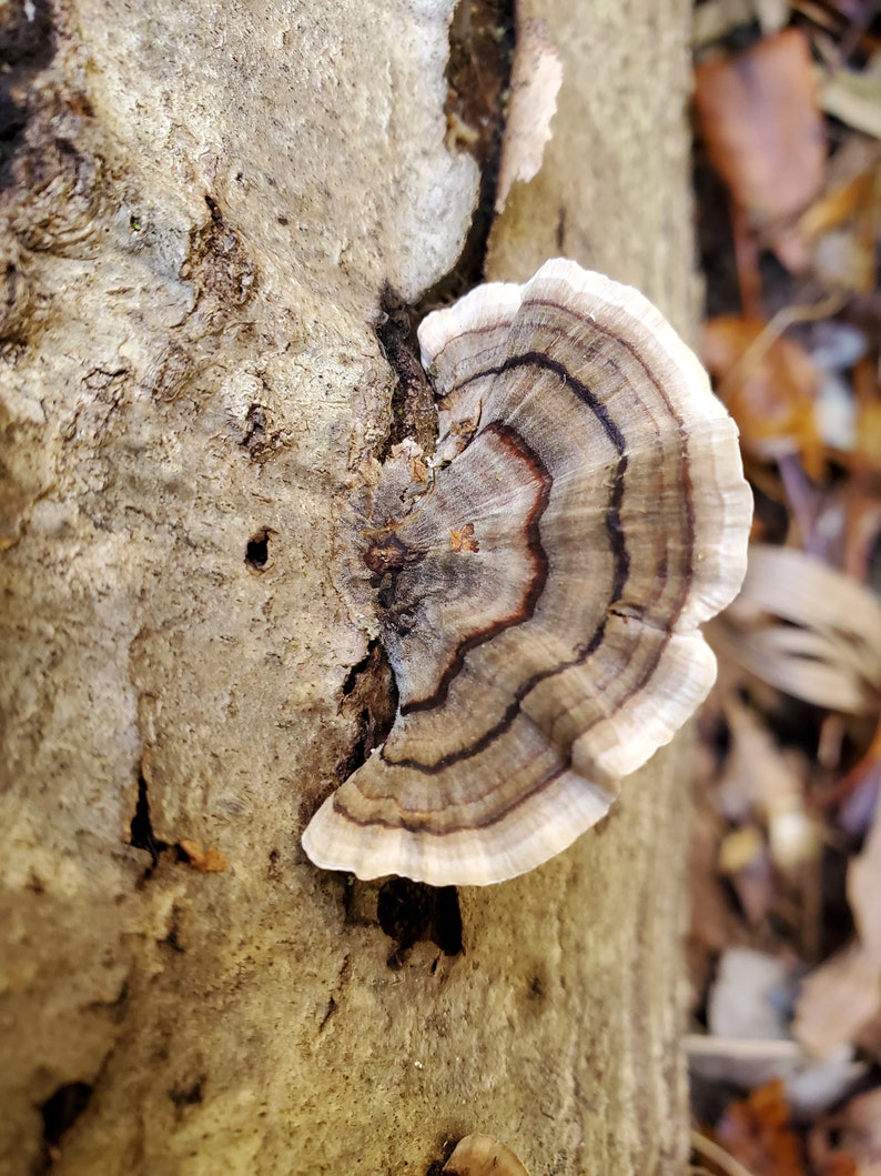 Turkey Tail Mushroom Wild foraged dried mushroom, dried Trametes versicolor mushroom for tea or tincture image 5