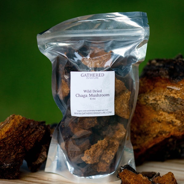 Chaga - Wild foraged dried chaga chunks, Inonotus obliquus, dried mushroom for tea or tincture