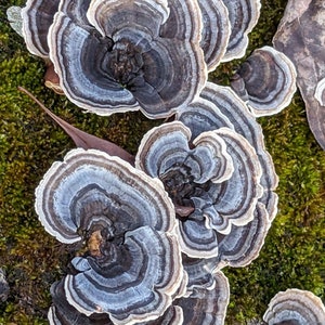 Turkey Tail Mushroom Wild foraged dried mushroom, dried Trametes versicolor mushroom for tea or tincture image 6