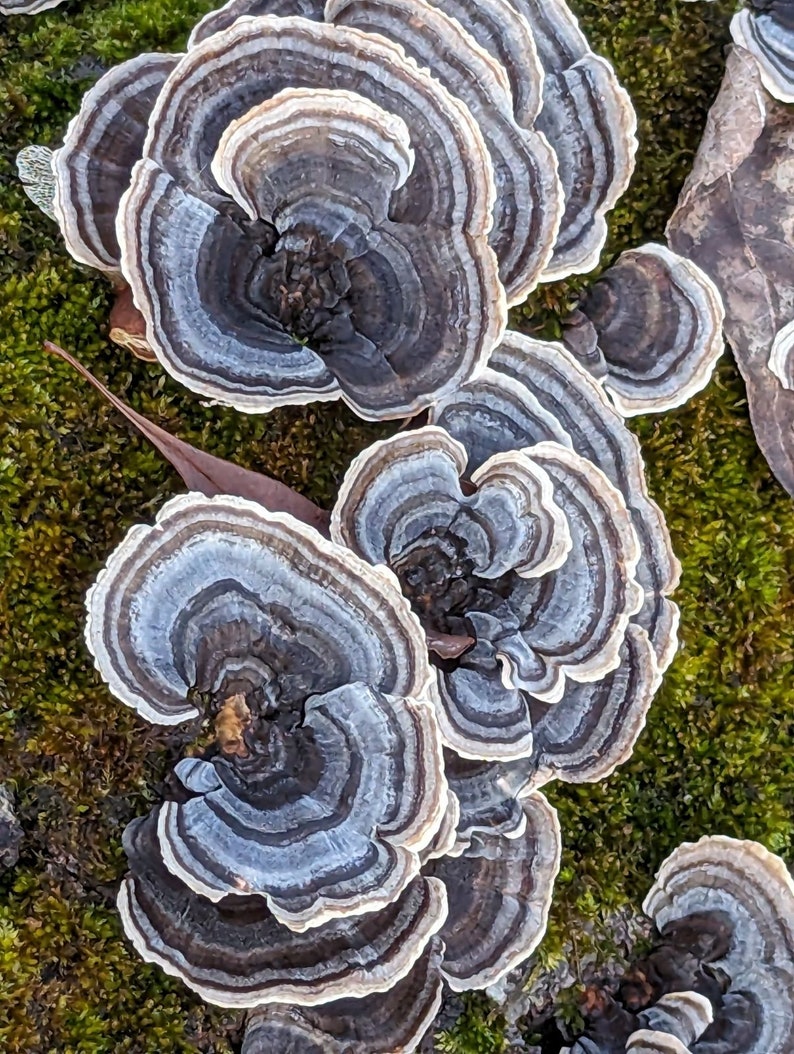 Turkey Tail Mushroom Wild foraged dried mushroom, dried Trametes versicolor mushroom for tea or tincture image 6