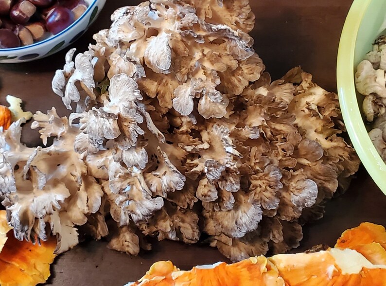 Maitake Hen of the Woods Grifola Frondosa Wild Foraged Dried Mushroom