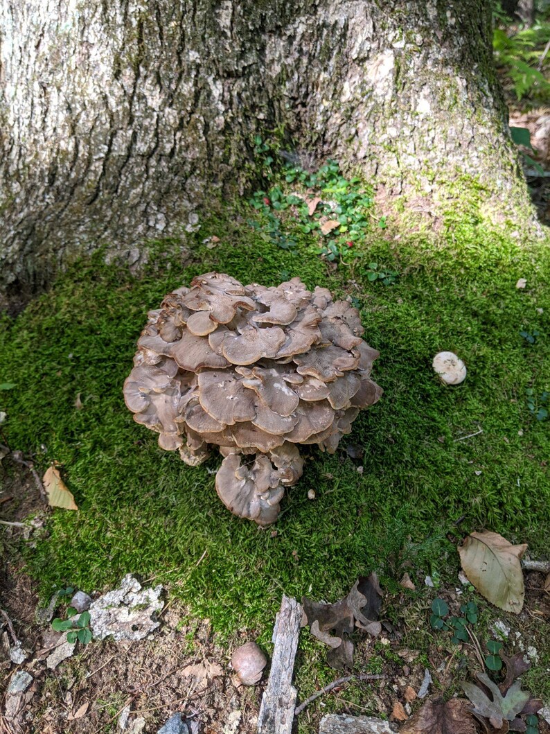 Maitake Hen of the Woods Grifola Frondosa Wild Foraged Dried Mushroom
