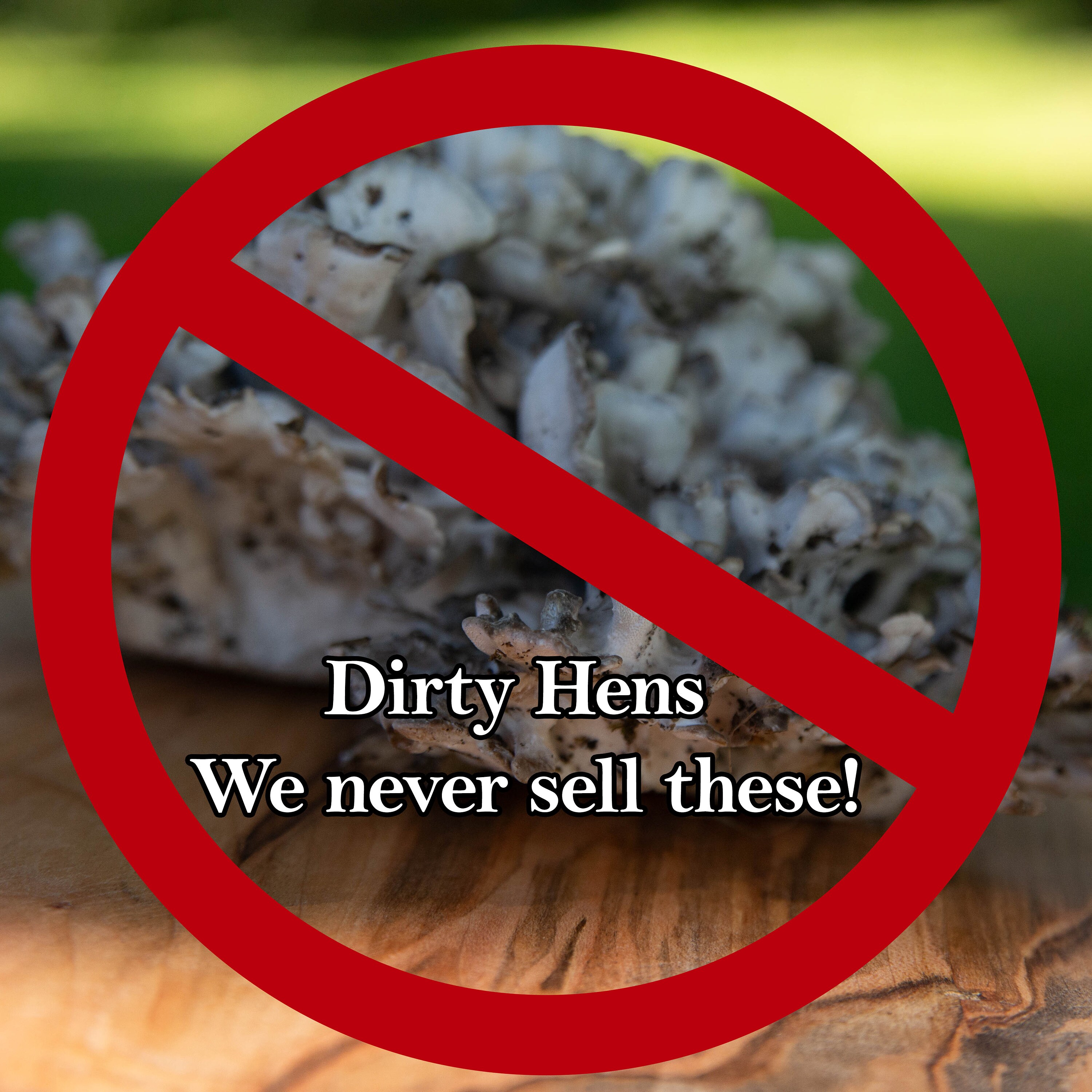 Maitake Hen of the Woods Grifola Frondosa Wild Foraged Dried Mushroom