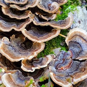 Turkey Tail Mushroom Wild foraged dried mushroom, dried Trametes versicolor mushroom for tea or tincture image 4