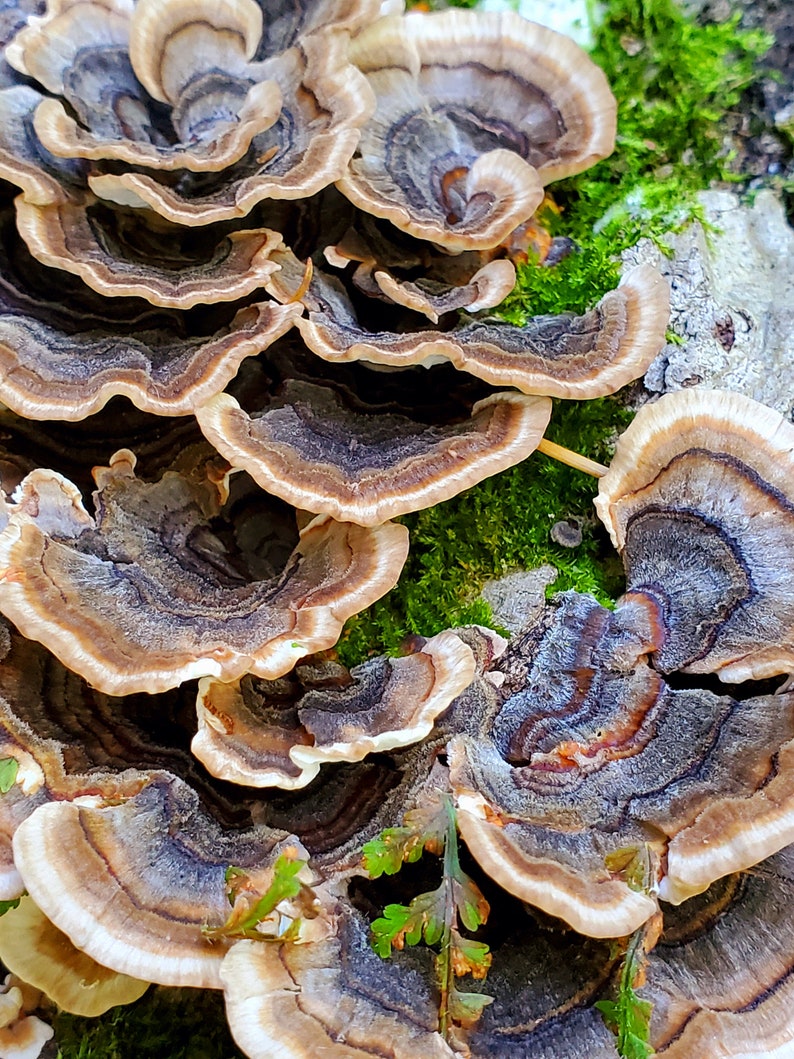 Turkey Tail Mushroom Wild foraged dried mushroom, dried Trametes versicolor mushroom for tea or tincture image 4