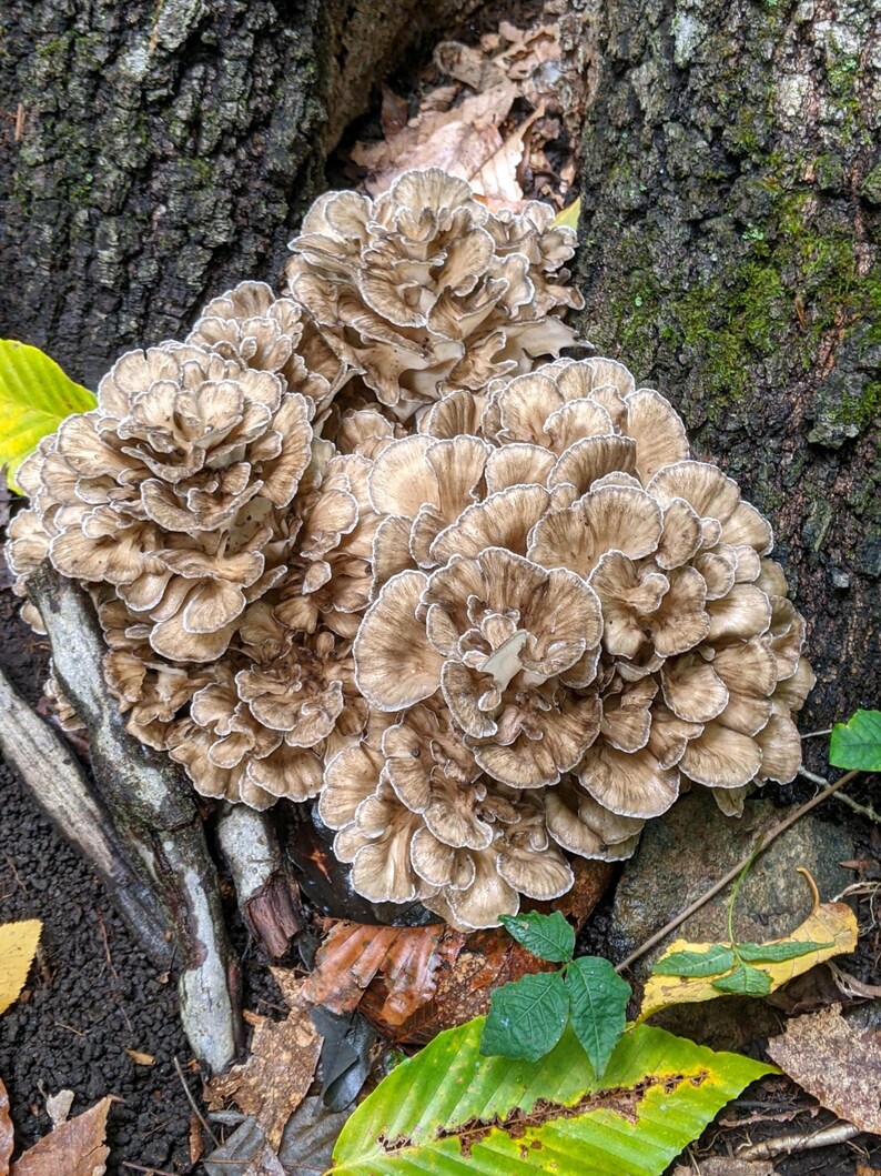 Maitake Hen of the Woods Grifola Frondosa Wild Foraged Dried Mushroom, Dried for Cooking, Tea