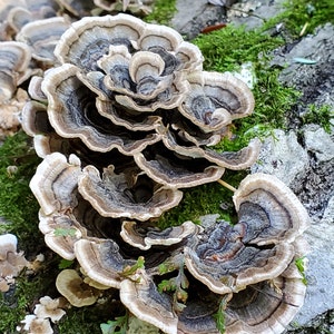 Turkey Tail Mushroom Wild foraged dried mushroom, dried Trametes versicolor mushroom for tea or tincture image 3