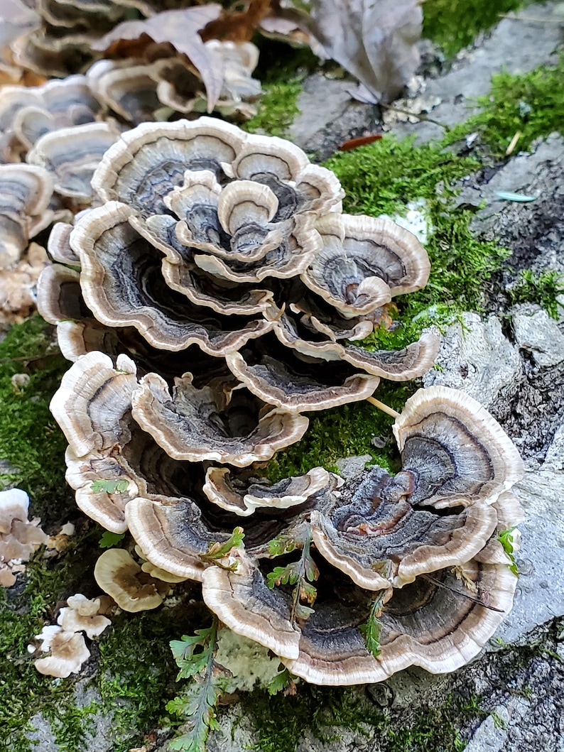 Turkey Tail Mushroom Wild foraged dried mushroom, dried Trametes versicolor mushroom for tea or tincture image 3