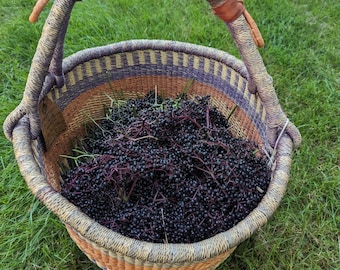 Elderberry Powder - Wild foraged dried elderberries, Sambucus ssp.