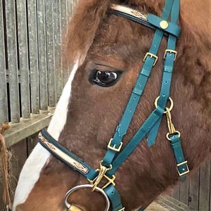 Puede incluir: Primer plano de un caballo marrón con una cabezada de cuero verde azulado y herrajes dorados. El caballo tiene una estrella blanca en la cara y una nariz rosada.