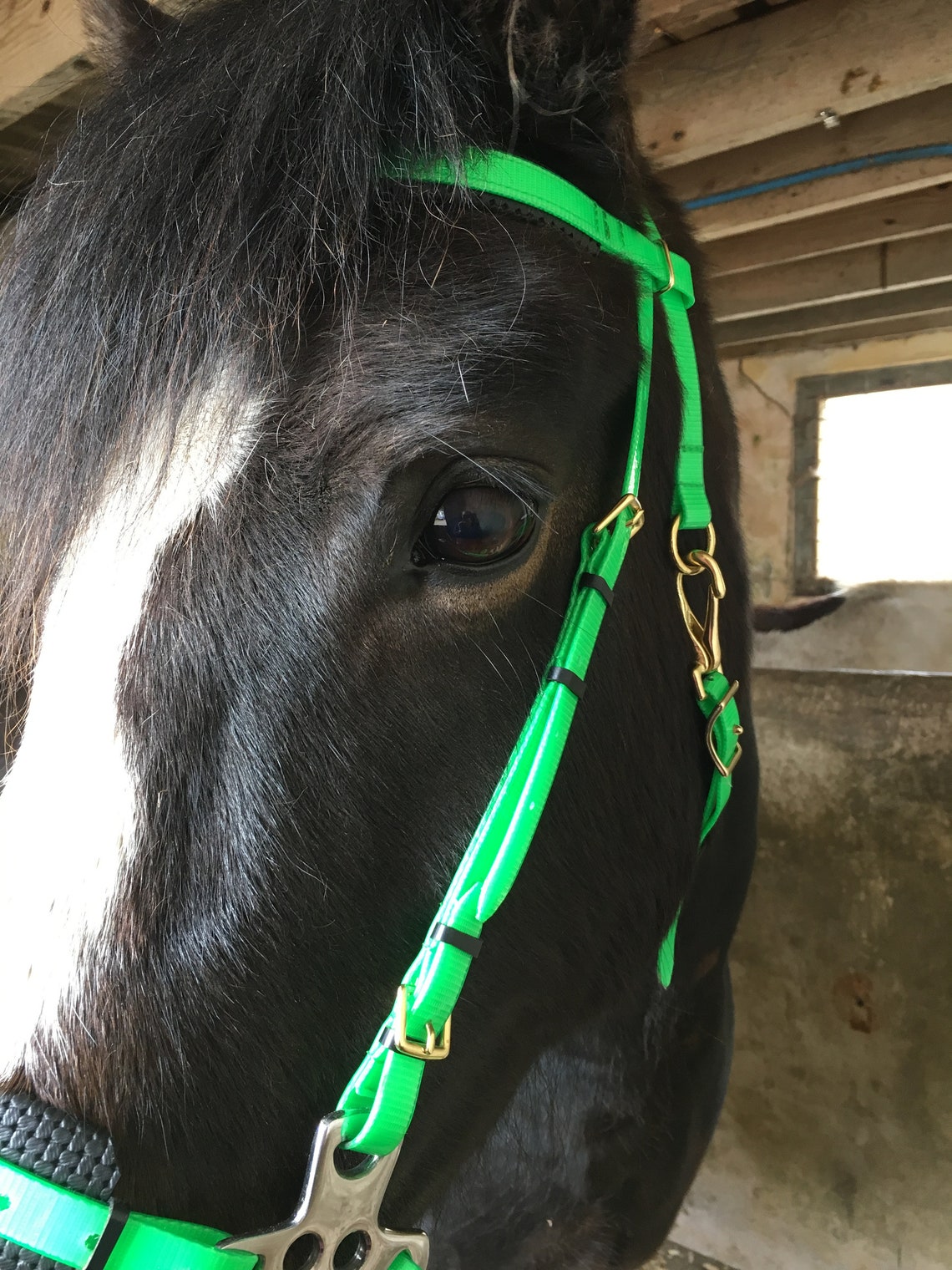 Perfeq Biothane English Hackamore Bitless Bridle Matt Lime Etsy UK