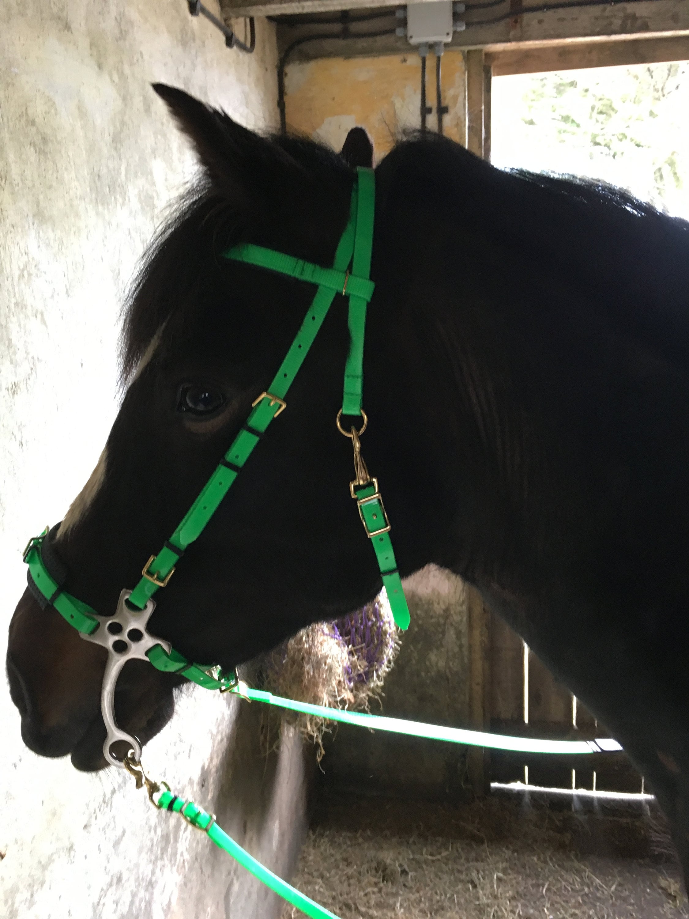 Perfeq Biothane English Hackamore Bitless Bridle Matt Lime Etsy UK