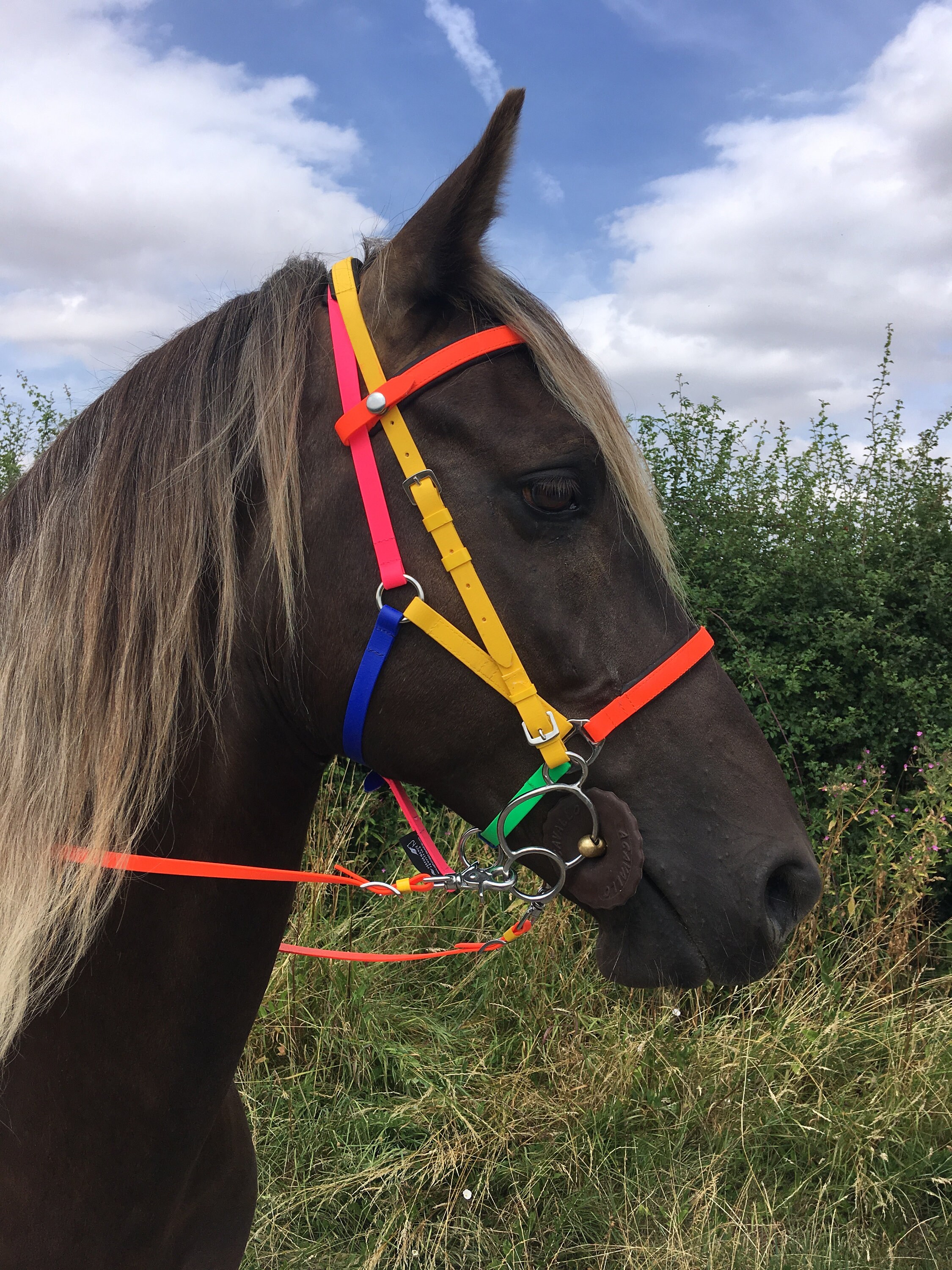 Perfeq, Lined, Multicoloured 2 Part Biothane Bridle