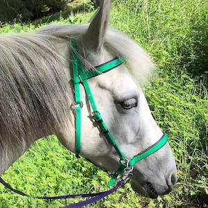 May include: A white horse with a green halter and purple reins. The horse is standing in a field of green grass.