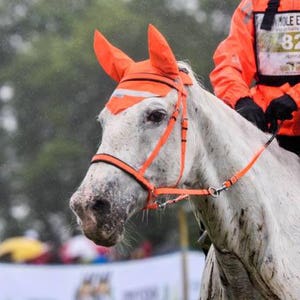 Synthetic, Biothane, Bitless, Cross Under Bitless bridle