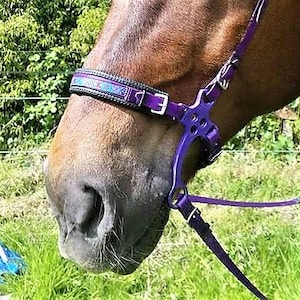 May include: A purple horse halter with a black and blue patterned noseband. The halter has a metal buckle and a purple rope.