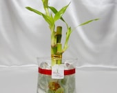 GOL2012-7 3 Stalks Lucky Bamboo in a 4 quot Glass Vase with Red Ribbon