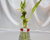 GOL2012-10 3 Stalks Lucky Bamboo in a 6 1 2 quot Glass Vase with Red Ribbon