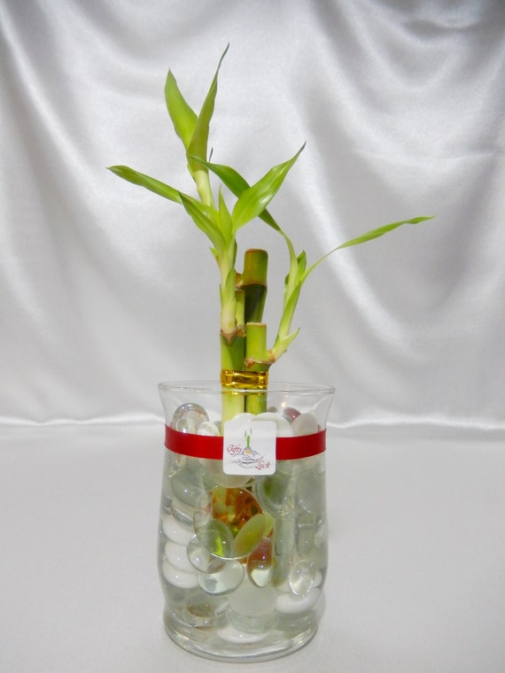 Gol2012 7 3 Stalks Lucky Bamboo In A 4 Glass Vase With Etsy