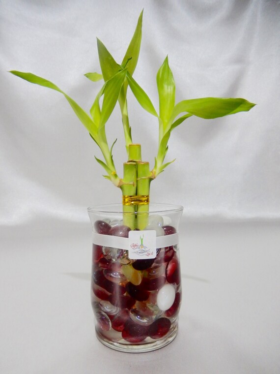 Gol2012 3 3 Stalks Lucky Bamboo Plant In A 4 Glass Vase Etsy
