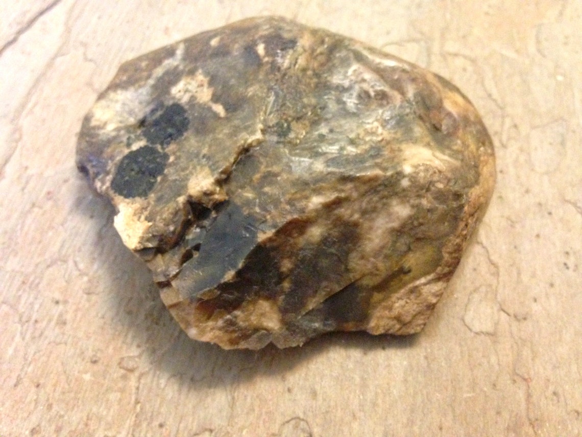 Petrified Palm Tree Root. | Etsy