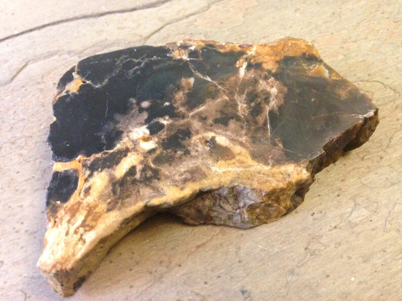 Petrified Palm Tree Root. | Etsy