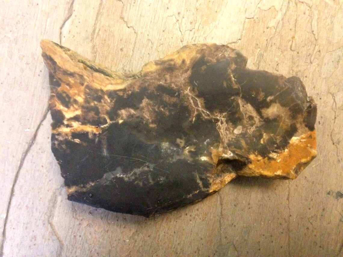 Petrified Palm Tree Root. | Etsy