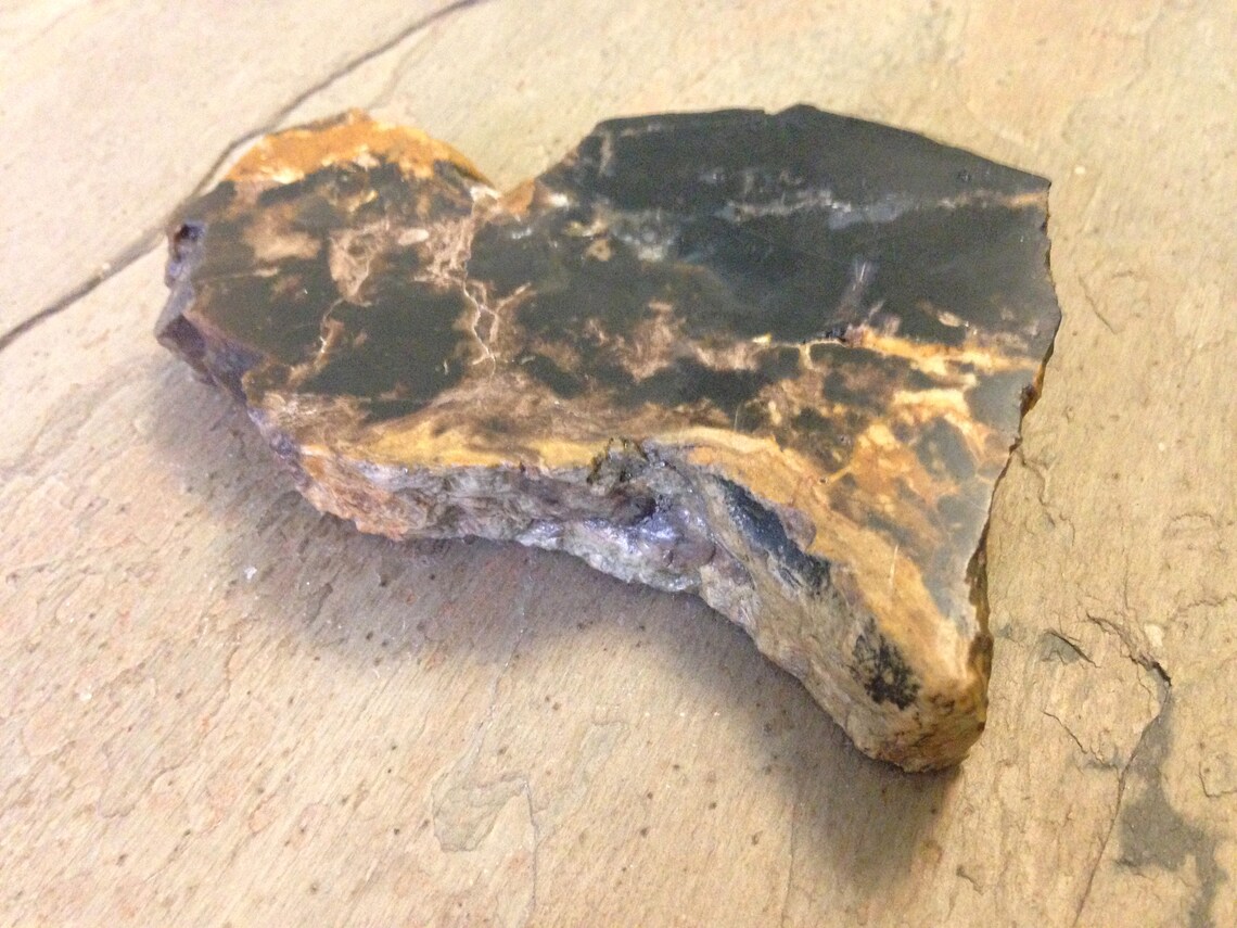 Petrified Palm Tree Root. | Etsy